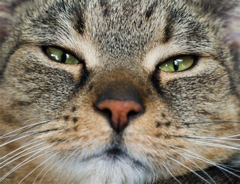 Cats Face Close Up Copyright Free Photo By M Vorel Libreshot