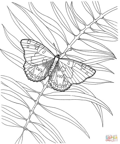 Butterfly With A Plant Coloring Page Free Printable Coloring Pages