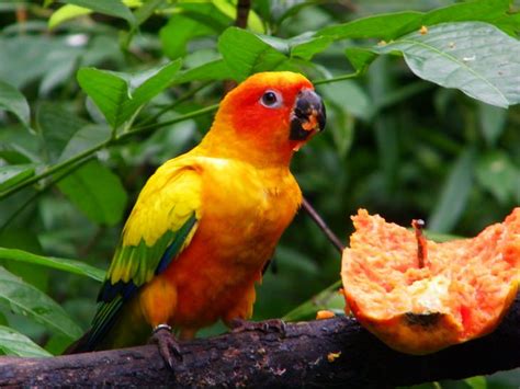 10 Of The Worlds Most Beautiful Parrots