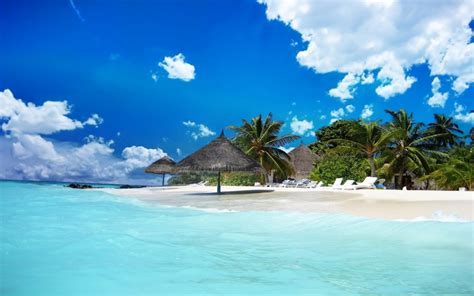 Maldives Sand Tropical Beach Palm Trees Hd Wallpaper