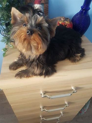 Йоркширский терьер Картинка - Йоркширский терьер