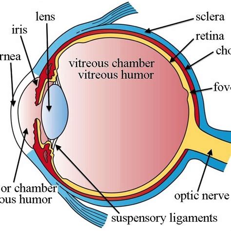 Function Of Lens In Human Eye Map Of Body