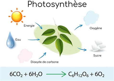 Chlorophylle Et Chlorophylline Caract Ristiques Et Bienfaits