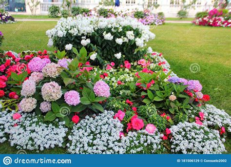 Beautiful Flower Bed On Which Grows Hydrangea Blooming Pink Stock Image - Image of grows, bright 
