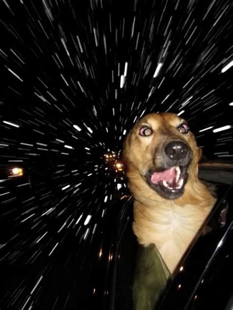 Space Traveling Dog Funny Animals Funny Dogs Funny Dog Pictures