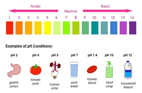 But how do we measure ph? The pH Scale | BioNinja