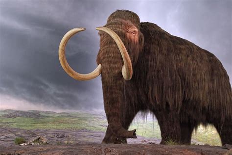 The Wooly Mammoth Exhibit At The Royal Bc Museum In Victor Flickr