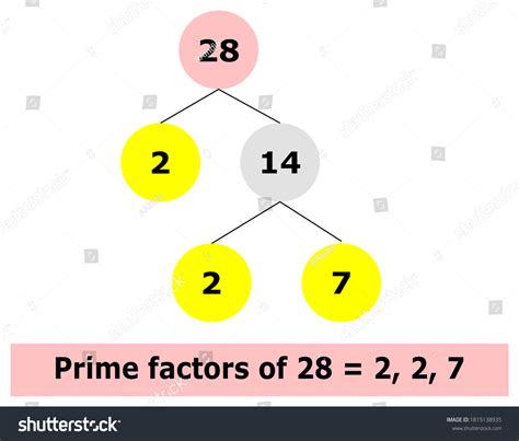 Prime Factorization 28 Showing Prime Factors Stock Vector Royalty Free 1815138935 Shutterstock