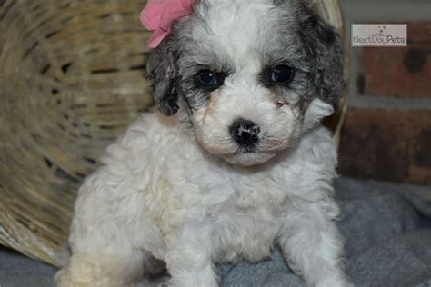 Small puppies for sale in uniontown, kansas. Stacey: Poodle, Miniature puppy for sale near Harrisburg, Pennsylvania. | 75868c45-ae81