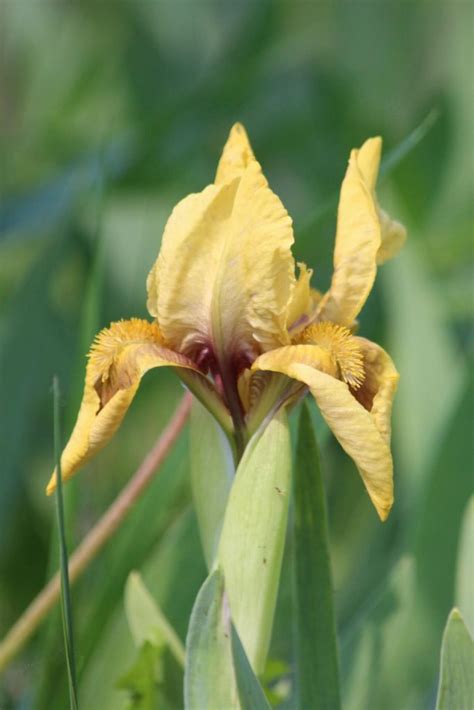 Cara Menanam Bunga Iris Kuning Yang Baik Dan Benar