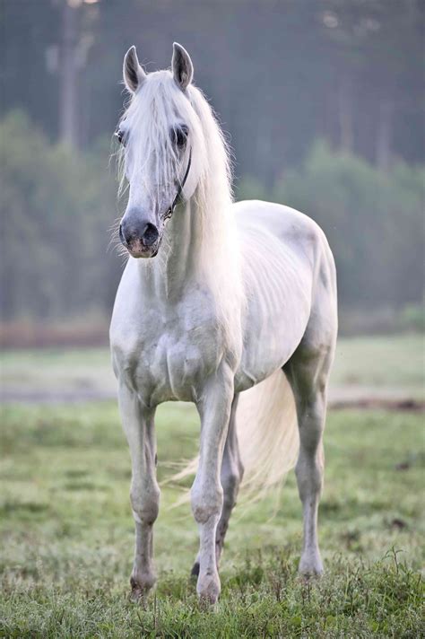 Orlov Trotter Horse Breed Profile