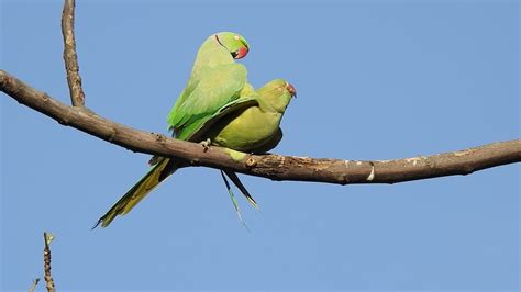 Parrots Mating Rose Ringed Parakeet Pair Youtube