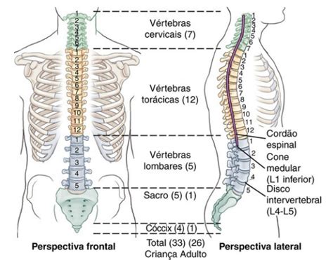 Coluna Vertebral Anatomia