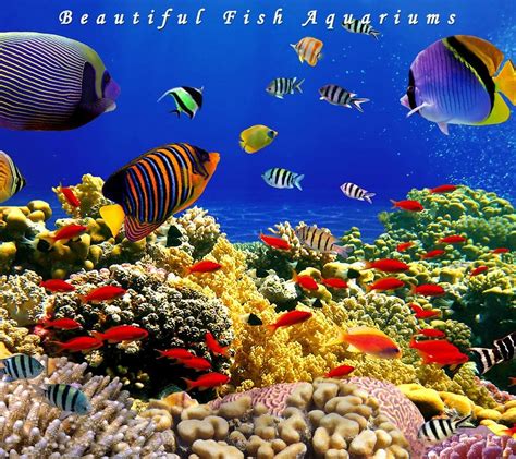 The Best 4k Aquarium Video Aquarium Live Wallpaper Aquarium 98c