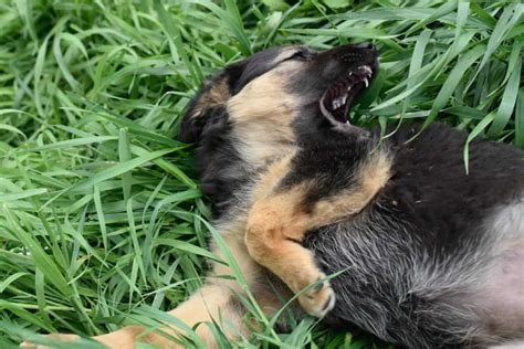 Why Is My German Shepherd Puppy So Aggressive
