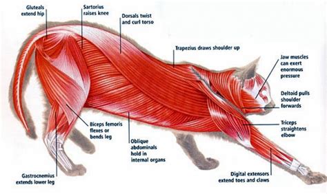 The Anatomy Of A Cat The Fantastical World Of The Sinuous Feline
