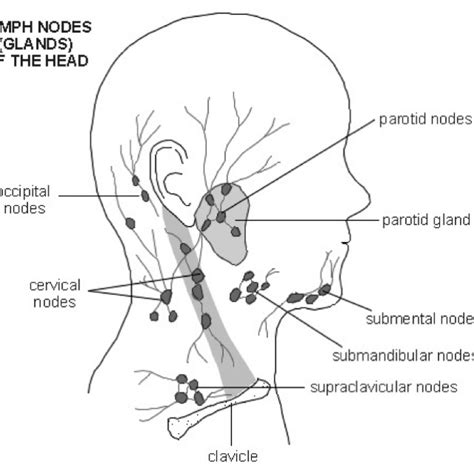 Swollen Lymph Nodes Under Jaw Bone All In One Photos