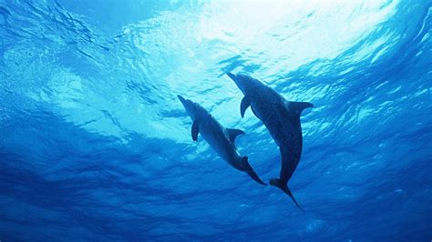 Dolphins Underwater Wallpapers Wallpaper Cave