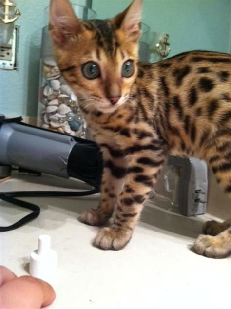 My New Bengal Kitten Help Us Name Her Bengal Kitten Kittens Gorgeous Cats