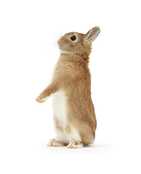 Sandy Netherland Dwarf Cross Rabbit Standing Photograph By Mark Taylor
