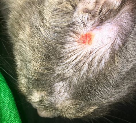 Crusty Cat Skin Scabs Toxoplasmosis