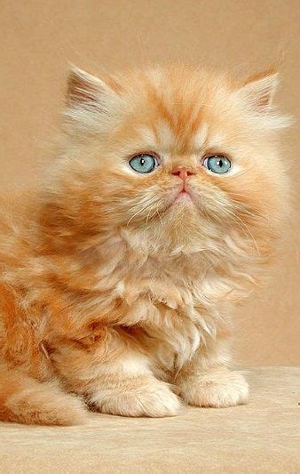 Munchkin Cat Persian Cat Price Philippines Pets Lovers