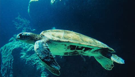 How Do Turtles Sleep Sciencing