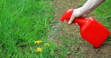 Choosing weed killers for lawns can often be confusing and you might worry about burning your lawn. Budget DIY Weed Killer