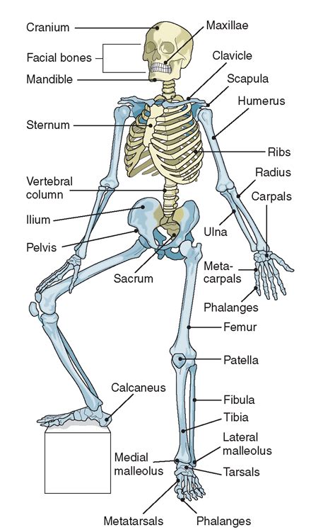 Without the elbow, many simple daily activities such as eating, toileting, and getting dressed would be very difficult to perform. FIGURE 18-1 · The skeleton. Images - Frompo