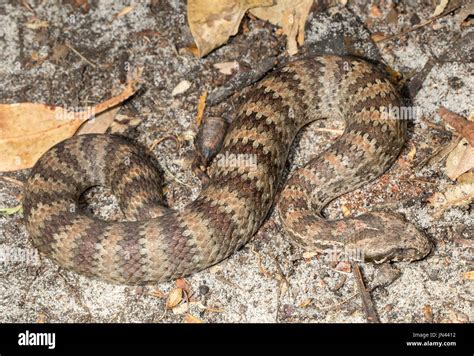 Common Death Adder Australia Hi Res Stock Photography And Images Alamy