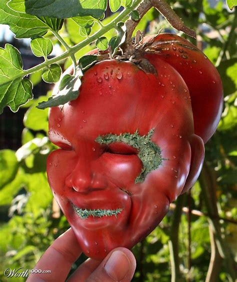 Wts ∙ Weird Tomato Face Funny Fruit Weird Fruit Funny Vegetables