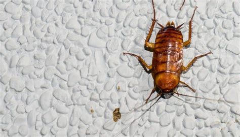 How To Know If Roaches Are In Walls 4 Signs That You Should Never Ignore