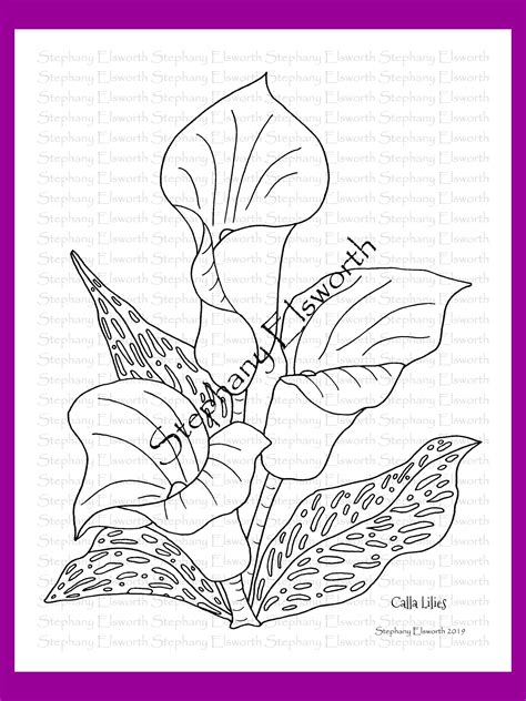 Calla Lily Flower Coloring Pages My Xxx Hot Girl
