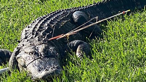 A Florida Resident Found An Alligator Impaled With Two Arrows In Its
