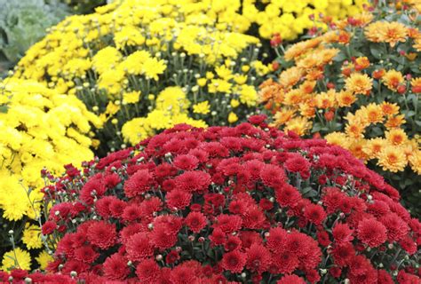 How To Plant Mums Ehow