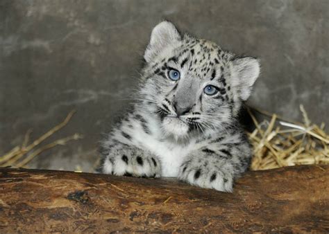 Brookfield Zoo Announces The Birth Of A Snow Leopard Cub