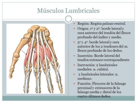 Musculos De La Mano Dra Franco 1