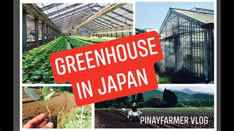 Greenhouse In Japan Amazing Japan Agriculture Technology