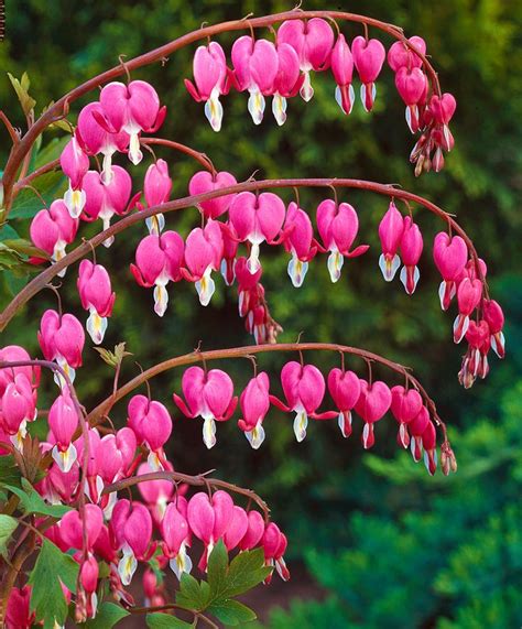 17 Best Images About Flowering Shrubs Etc On Pinterest Gardens