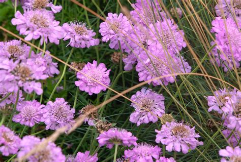 Scabiosa Flowers Are Low Maintenance Perennial Plants Perfect For