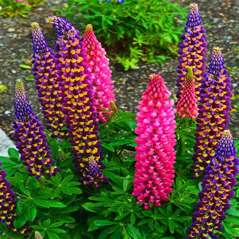 Home Kid T 100pcs Mixed Russell Lupine Lupinus Polyphyllus Flower