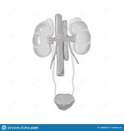 Urinary System Isolated Flat Vector Illustration Stock Vector