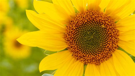 Yellow Sunflower Petals Filament Blur Background 4k Hd Flowers