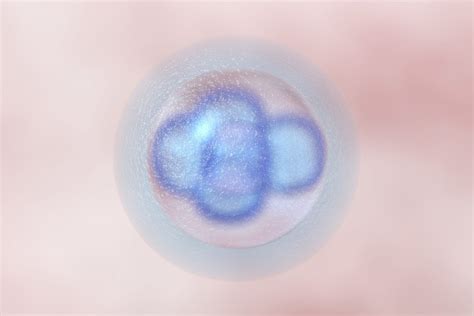 What Is A Blighted Ovum