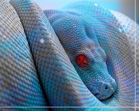 Looking for a good deal on animal snake eyes? HD: SNAKE