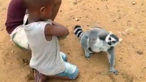 A Little Higher Watch This Lemur Demand A Back Scratch From Two Kids