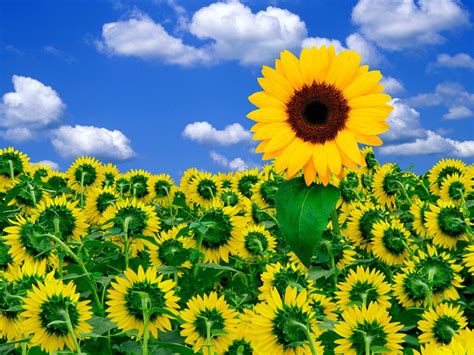 Wallpapernarium Paraíso De Girasoles Coloridos