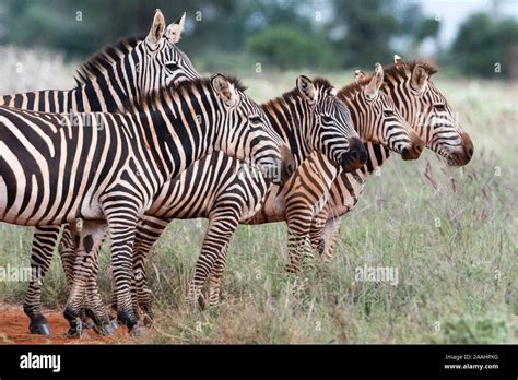 Herd Of Plains Zebras Equus Quagga Voi Tsavo Kenya Stock Photo Alamy