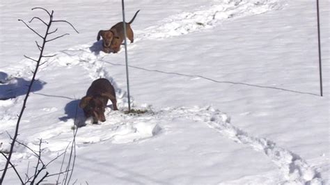 Dachshunds Through The Snow Youtube