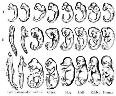 Proof Of Evolution Embryological Cytological Biogeographical